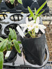 Dendrobium monilforme (variegated)