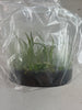 FLASK Epidendrum tridens