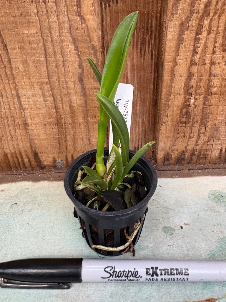 Laelia (jongheana x lucasiana)
