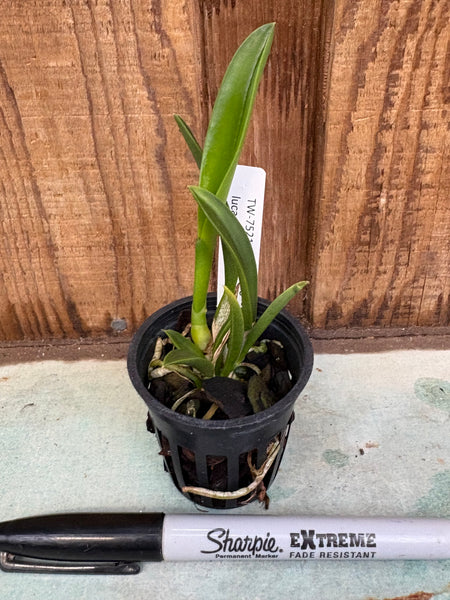 Laelia (jongheana x lucasiana)