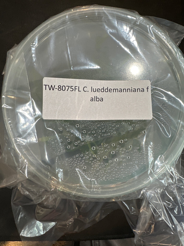 Flask C lueddemanniana f alba