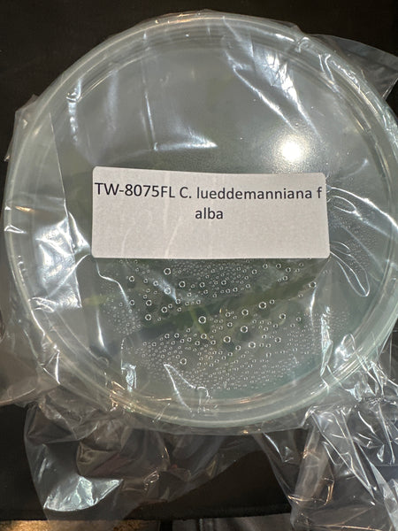 Flask C lueddemanniana f alba