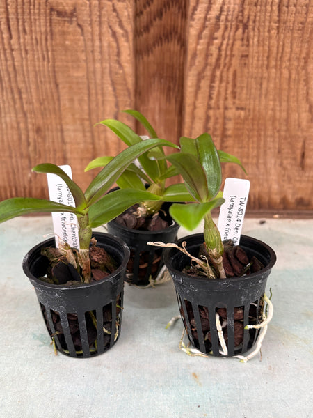Dendrobium hanthaboon Sunrise (lamyaiae x friedericksianum)