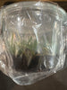 Flask Aeranthes parvula