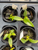 Bulbophyllum longissimum