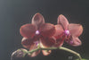 Phalaenopsis Tying Shin Golden Rose