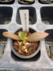 Aerangis seegeri