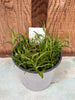 COMPOT Dendrobium  linearfolium