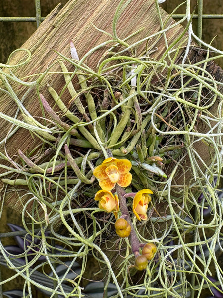 Chilischista nakornomensis