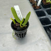 Tubecentron LOC Cajun Girl (Tubecentron Niu Girl x Tuberolabium kotoense)