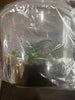 Flask Tuberolabium quisumbingii