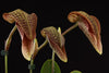 Bulbophyllum Hsinying Grand-arfa
