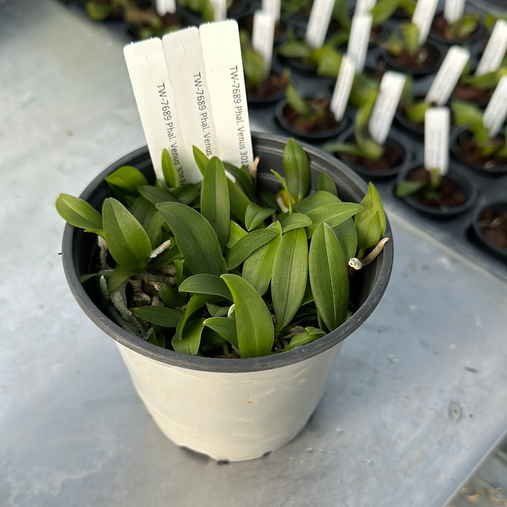 COMPOT— Phal. Venus