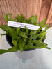 COMPOT-Angraecum superbum x Angcm. sesquipedale)