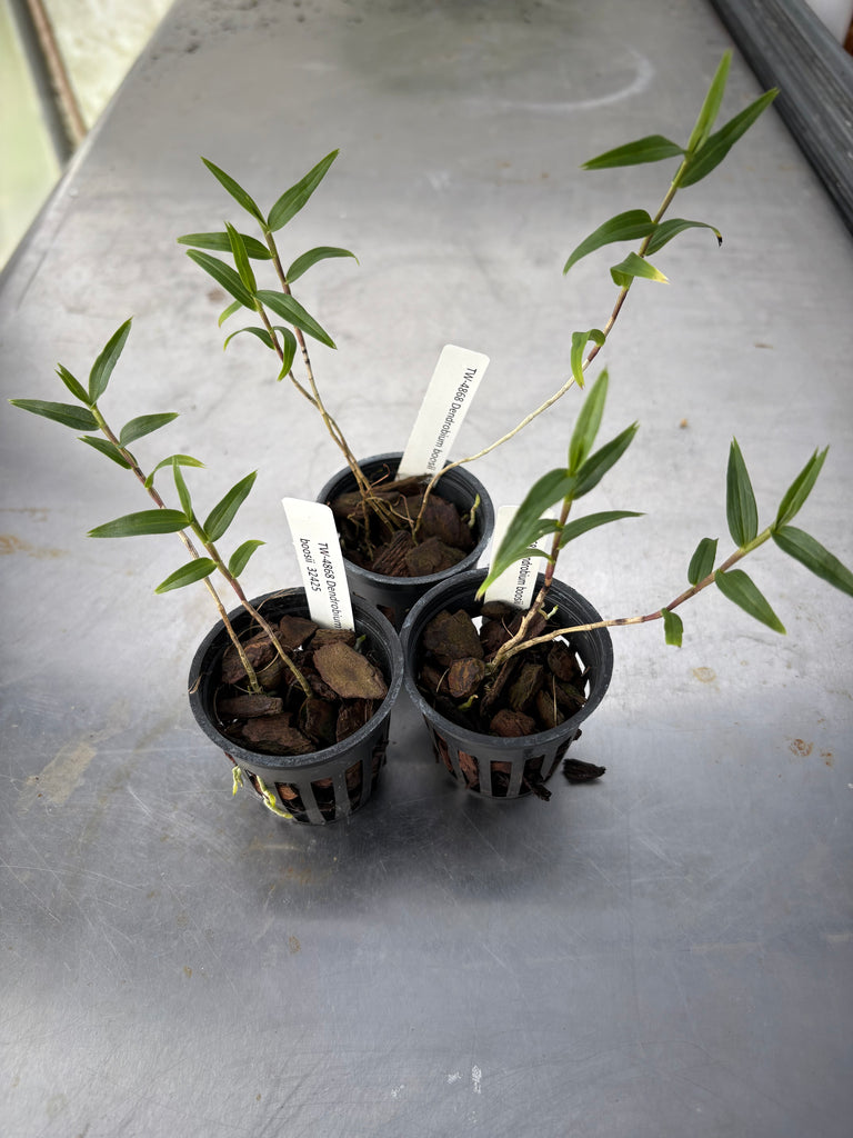 Dendrobium boosii 