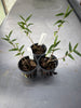 Dendrobium boosii 