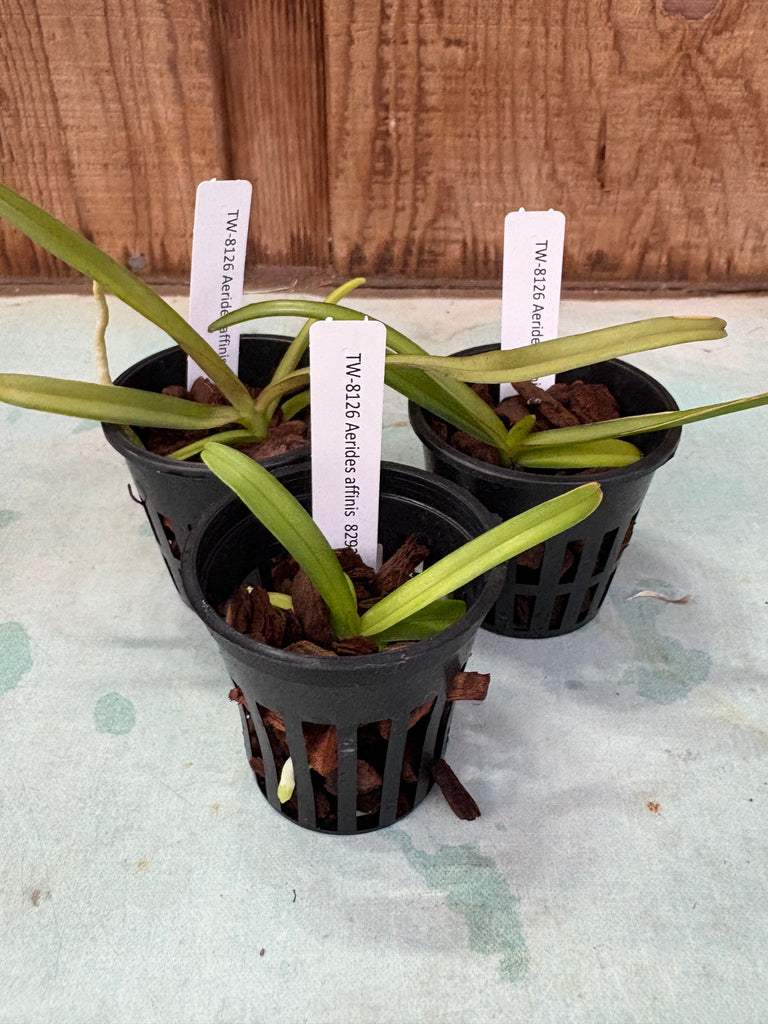 Aerides affinis