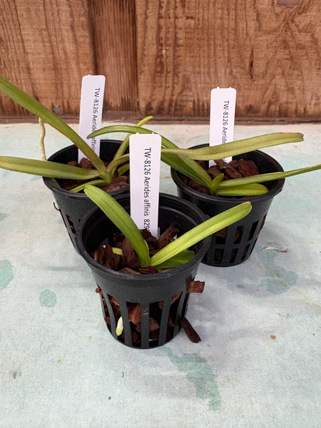 Aerides affinis