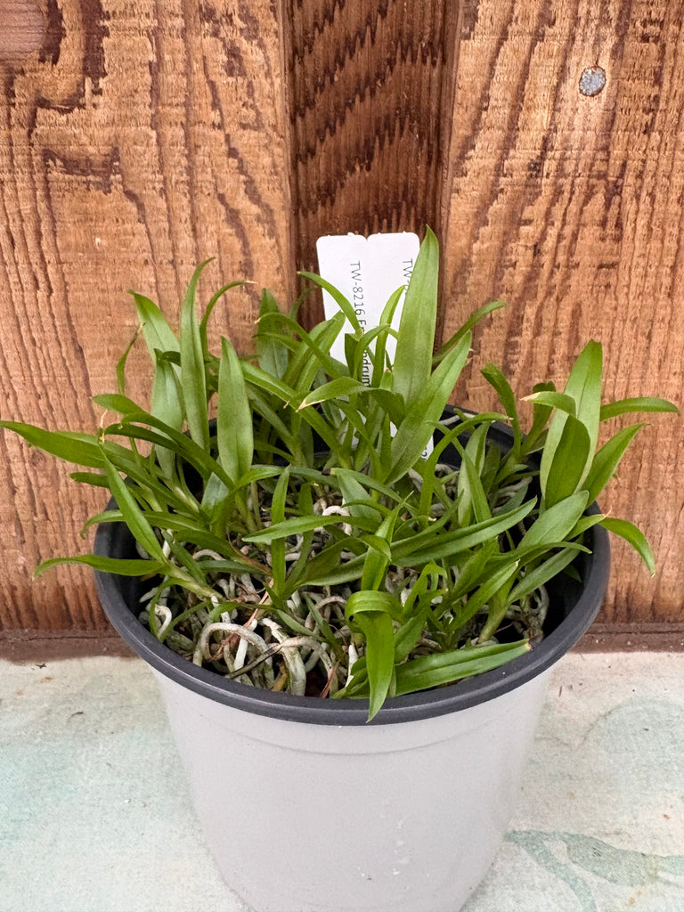 COMPOT Epidendrum tridens
