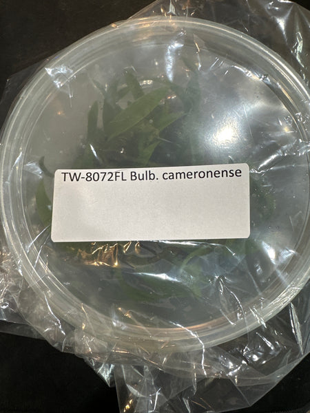 FLASK Bulb. cameronense
