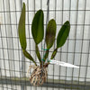 Rlc. Phet Paithoon ‘Rambutan’