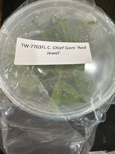 Flask C. Chief Gem ‘Red Jewel’