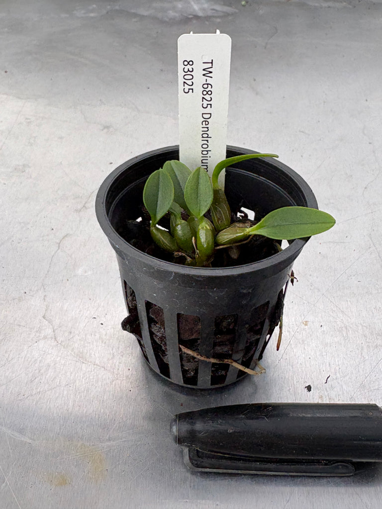 Dendrobium jenkinsii