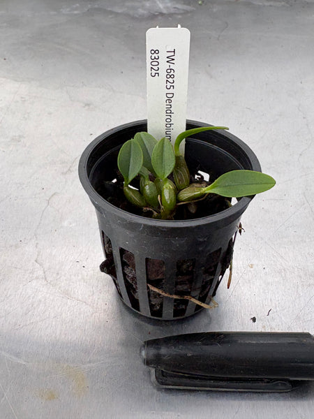 Dendrobium jenkinsii