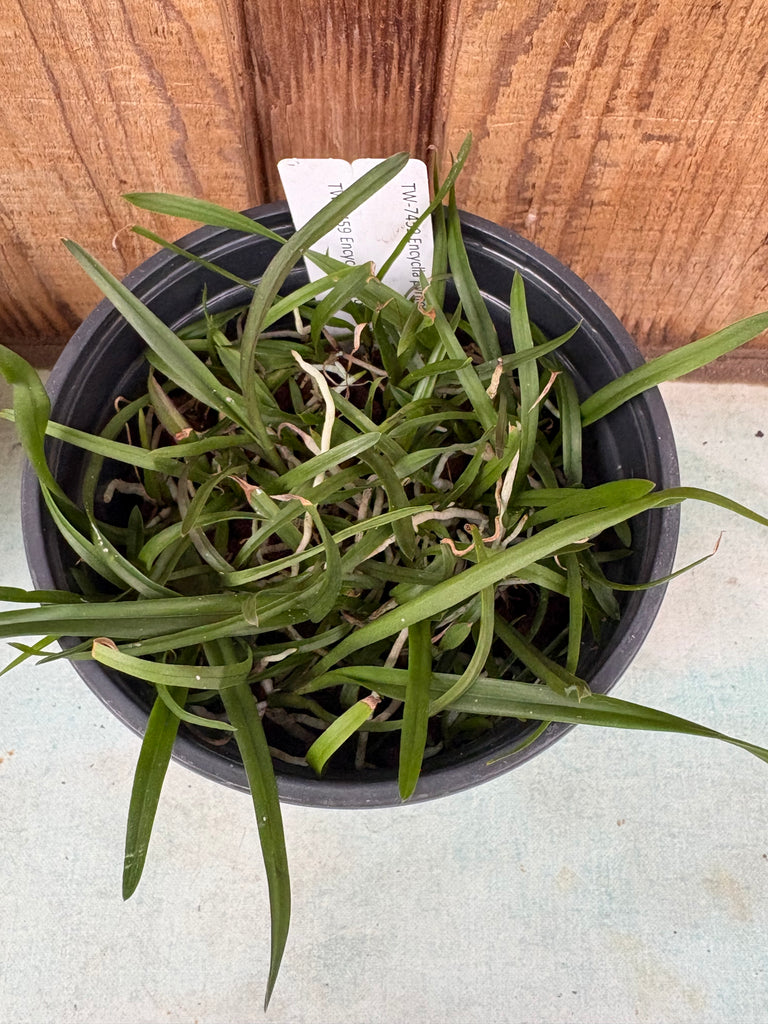 COMPOT Encyclia pyriformis
