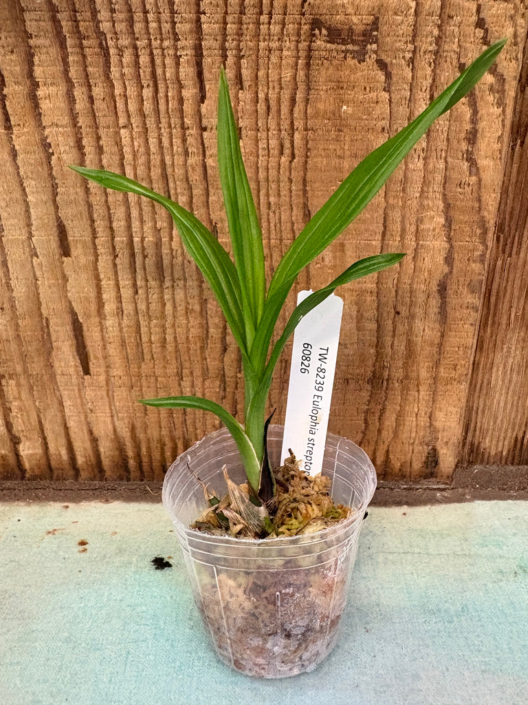 Eulophia streptopetala