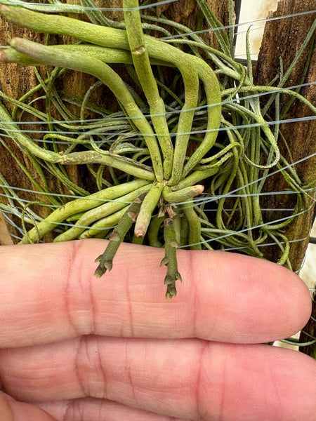 Chiloschista usneoides