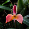 Bulbophyllum japrii mounted