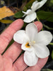 Amesiella monticola