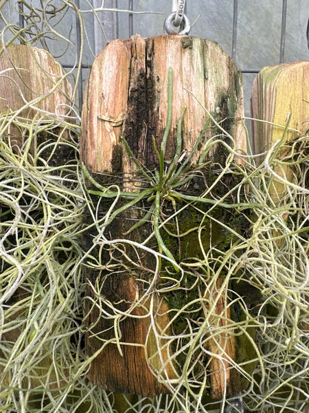 Taeniophyllum sp (Irian Jaya)
