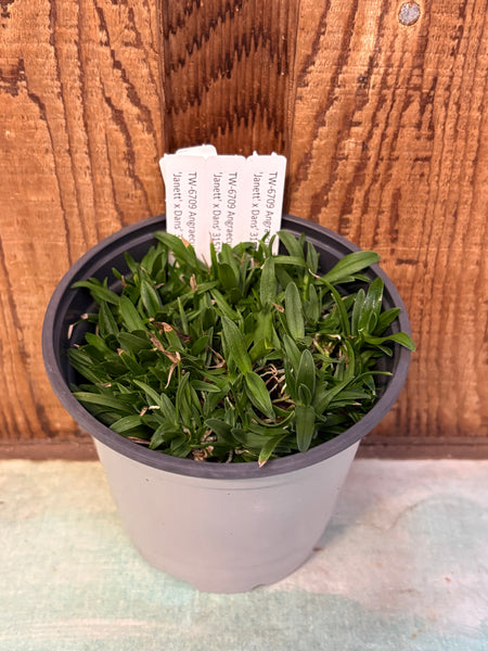 COMPOT Angraecum compactum 'Janett' x Dans'