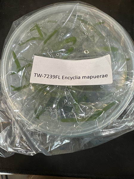 FLASK Encyclia mapuerae