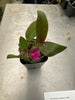 Dendrobium laevifolium