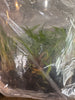 Flask Lyc. Yi-Ying Sakura #69 x Bifrenaria tyrianthina