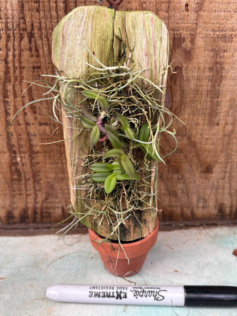 Epidendrum porpax 