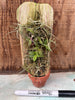 Epidendrum porpax 