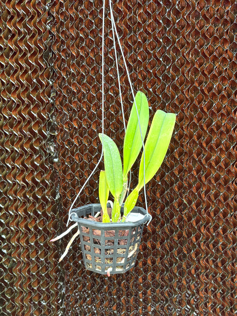 Cattleya percivaliana