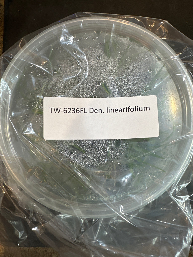 Flask Dendrobium  linearfolium
