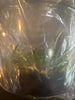 FLASK Angraecum (arachnites x linearfoliun)
