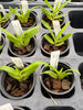 Angraecum florulentum