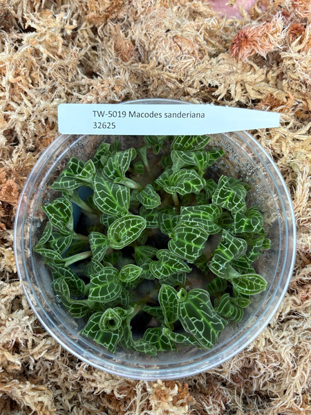 FLASK Macodes sanderiana
