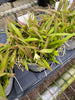 COMPOT—Thrix. (formosanum x hystrix)