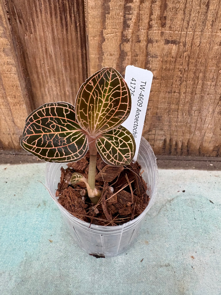 JEWEL ORCHID — Anoectochilus albolineatus