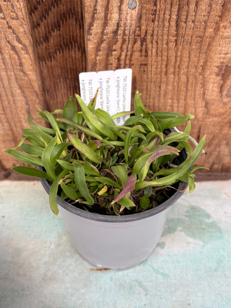 COMPOT—Laelia (alaorii x jongheana)
