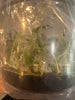 FLASK Dendrobium mohlianum