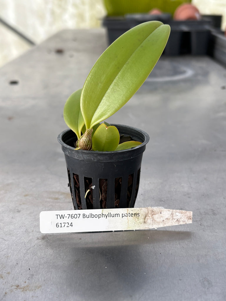 Bulbophyllum patens